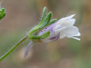 Linaire petite - Linaria minor - Chaenorrhinum minus Scrophulariaceae