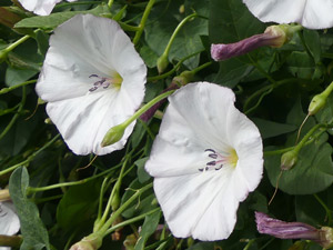 Liseron des champs - Convolvulus arvensis Convolvulaceae