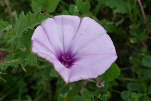 Liseron fausse-mauve - Liseron fausse-guimauve - Liseron de Provence - Convolvulus althaeoides Convolvulaceae