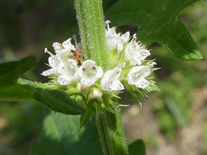 Lycope d'Europe - Chanvre d'eau - Patte de loup - Lance du Christ - Lycopus europaeus Lamiaceae