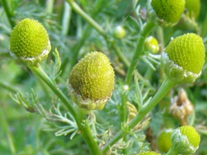 Matricaire odorante - Matricaire sans ligules - Fausse Camomille - Matricaria discoidea Asteraceae