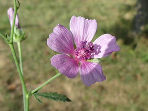 Mauve alcée - Malva alcea Malvaceae