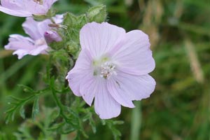 Mauve musquée - Malva moschata Malvaceae