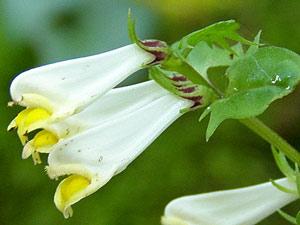 Mélampyre des prés - Melampyrum pratense Scrophulariaceae 