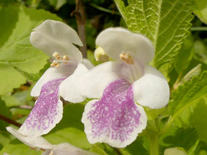 Mélitte à feuilles de mélisse - Mélisse sauvage - Melittis melissophyllum Lamiaceae