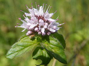 Menthe aquatique - Mentha aquatica Lamiaceae
