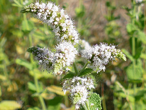 Menthe odorante - Menthe suave - Menthe à feuilles rondes - Mentha rotundifolia - Mentha suaveolens lamiaceae