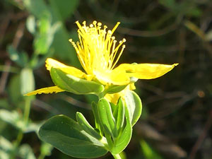 Millepertuis à feuilles linéaires - Millepertuis à feuilles de lin - Hypericum linariifolium Hypericaceae