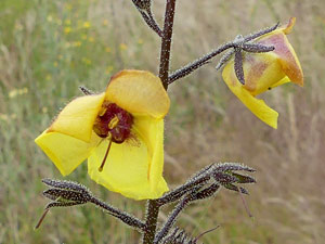 Molène blattaire - Herbe aux mites - Verbascum blattaria Scrophulariaceae