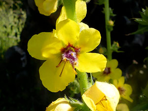 Molène fausse blattaire - Molène effilée - Molène en baguette, - Verbascum virgatum Scrophulariaceae