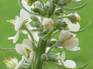 Molène lychnite - Verbascum lychnitis Scrophulariaceae