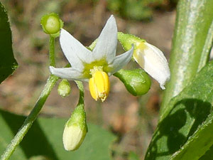 Morelle noire - Solanum nigrum Solanaceae