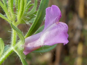 Muflier des champs - Muflier rubicond - Tête-de-mort - Antirrhinum orontium - Misopates orontium Scrophulariaceae