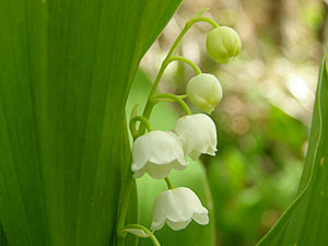 Muguet - Muguet de mai - Convallaria majalis Convallariaceae