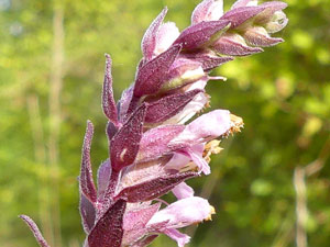 Odontite tardif - Euphraise tardive - Odontites vernus serotinus  Orobanchaceae
