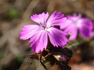 Oeillet des Chartreux - Dianthus carthusianorum Caryophyllaceae