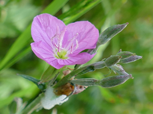 Onagre rosée - Oenothera rosea Onagraceae