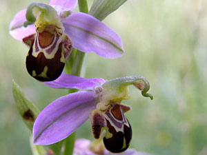 Ophrys abeille - Ophrys apifera Orchidaceae