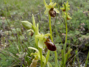 Ophrys araignée - Ophrys aranifera Orchidaceae