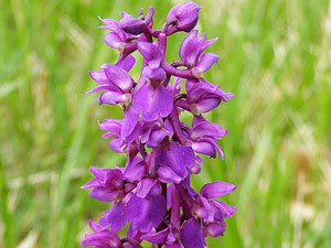 Orchis mâle - Orchis mascula Orchidaceae 