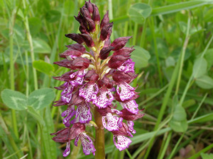 Orchis pourpre - Orchis pourpré - Orchis purpurea  Orchidaceae