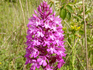 Orchis pyramidal - Anacamptis pyramidalis Orchidaceae