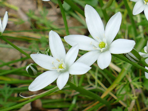 Ornithogale en ombelle - Dame-d'onze-heures - Ornithogalum umbellatum Liliaceae