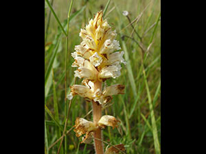 Orobanche de la Picride - Orobanche picridis Orobanchaceae