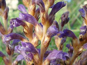 Orobanche rameuse - Phelipanche ramosa Orobanchaceae