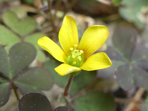 Oxalis corniculé - Oxalis corniculata Oxalidaceae