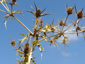 Panicaut champêtre - Panicaut des champs - eryngium campestre Apiaceae 