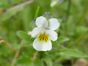 Pensée des champs - Herbe de la Trinité - Viola arvensis - Viola tricolore Violaceae