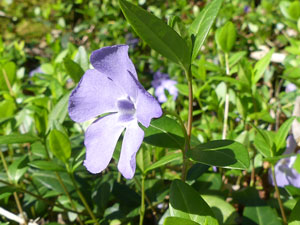Petite Pervenche - Violette de serpent - Violette des sorciers - Vinca minor Apocynaceae