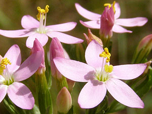 Petite centaurée - Herbe au Centaure - Chironée - Centaurium erythraea Gentianaceae