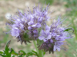 Phacélie à feuilles de tanaisie - Phacelia tanacetifolia Hydrophyllaceae