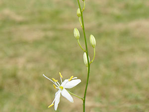Phalangère ramifié - Herbe à l'araignée - Anthericum ramosum Liliaceae