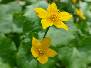 Populage des marais - Caltha des marais - Souci d'eau - Ganille - Caltha palustris Ranunculaceae