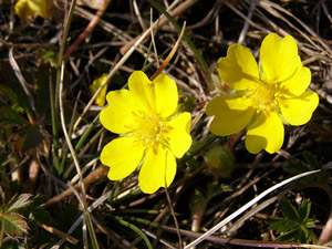 Potentille rampante, Quintefeuille - Potentilla reptans  Rosaceae