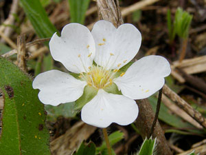 Potentille brillante - Potentille des montagnes - Potentilla montana - Potentilla splendens Rosaceae