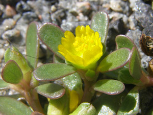 Pourpier - Porcelane - Portulaca oleracea  Portulacaceae