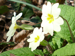 Primevère acaule, Primevère commune, Primevère sans tige - Primula vulgaris - acaulis  Primulaceae