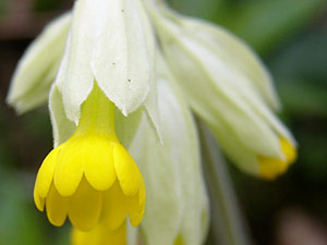 Primevère officinale - Coucou - Primula veris Primulaceae