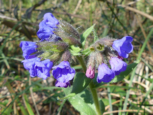 Pulmonaire peinte - Pulmonaire saupoudrée - Pulmonaria saccharata - Pulmonaria vulgaris Boraginaceae 