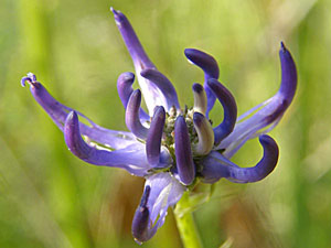 Raiponce - Herbe d'amour - Phyteuma orbiculare Campanulaceae