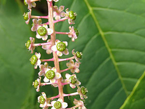Raisin d'amérique - Teinturier - Epinard de Cayenne - Phytolacca americana Phytolaccaceae