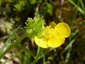 Renoncule tête d'or - Ranunculus auricomus Ranunculaceae