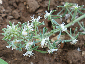Réséda raiponce - Reseda phyteuma Resedaceae