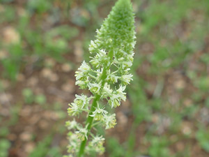 Réséda sauvage - Réséda jaune - Reseda lutea  Resedaceae
