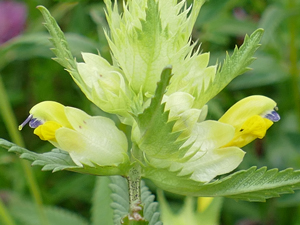 Rhinanthe à feuilles étroites - Rhinanthe à grandes fleurs - Rhinanthus angustifolius Orobanchaceae