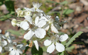 Ronce tomenteuse - Ronce blanchâtre - Rubus canescens - Rubus tomentosus Rosaceae